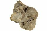 Hadrosaur (Edmontosaurus) Phalanx (IV - ) - Wyoming #229749-2